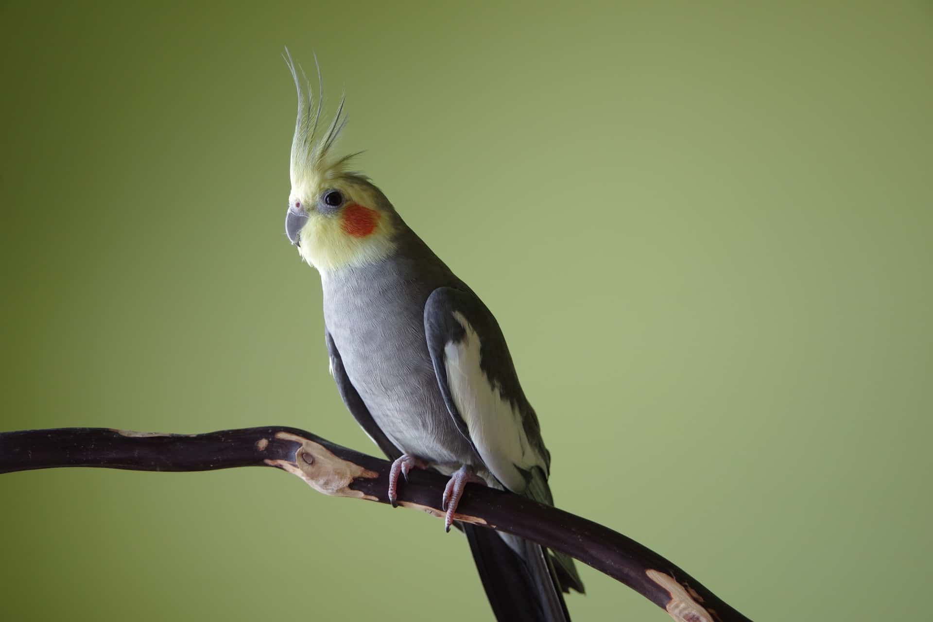 Cockatiel Age How To Tell The Age Of A Cockatiel Bird Breeder